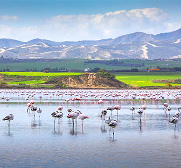 MM-larnaca MM larnaca